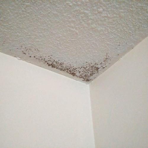 ceiling mold on lower level