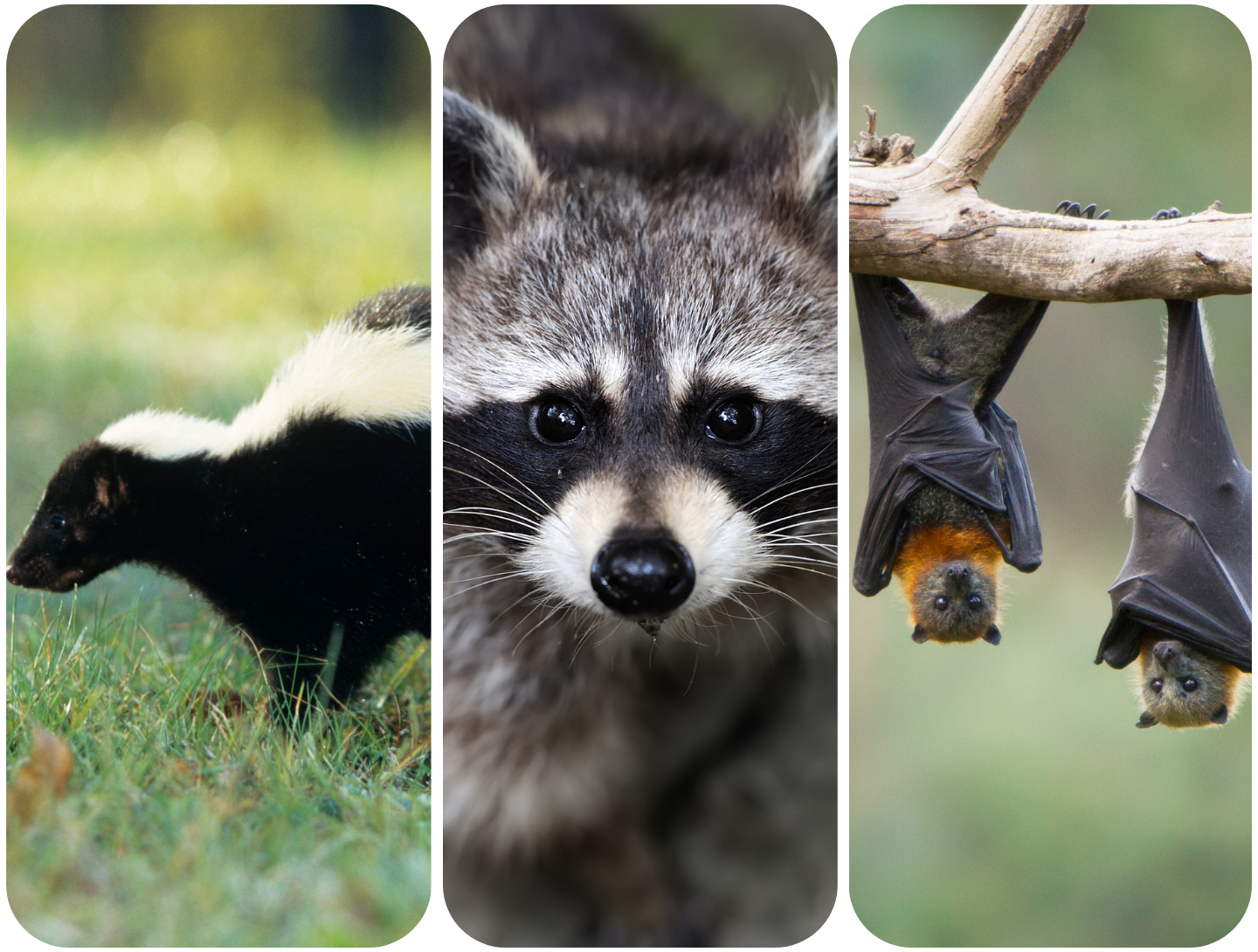 Bat, Raccoon, and Skunk Cleanup in Lake Hopatcong, NJ