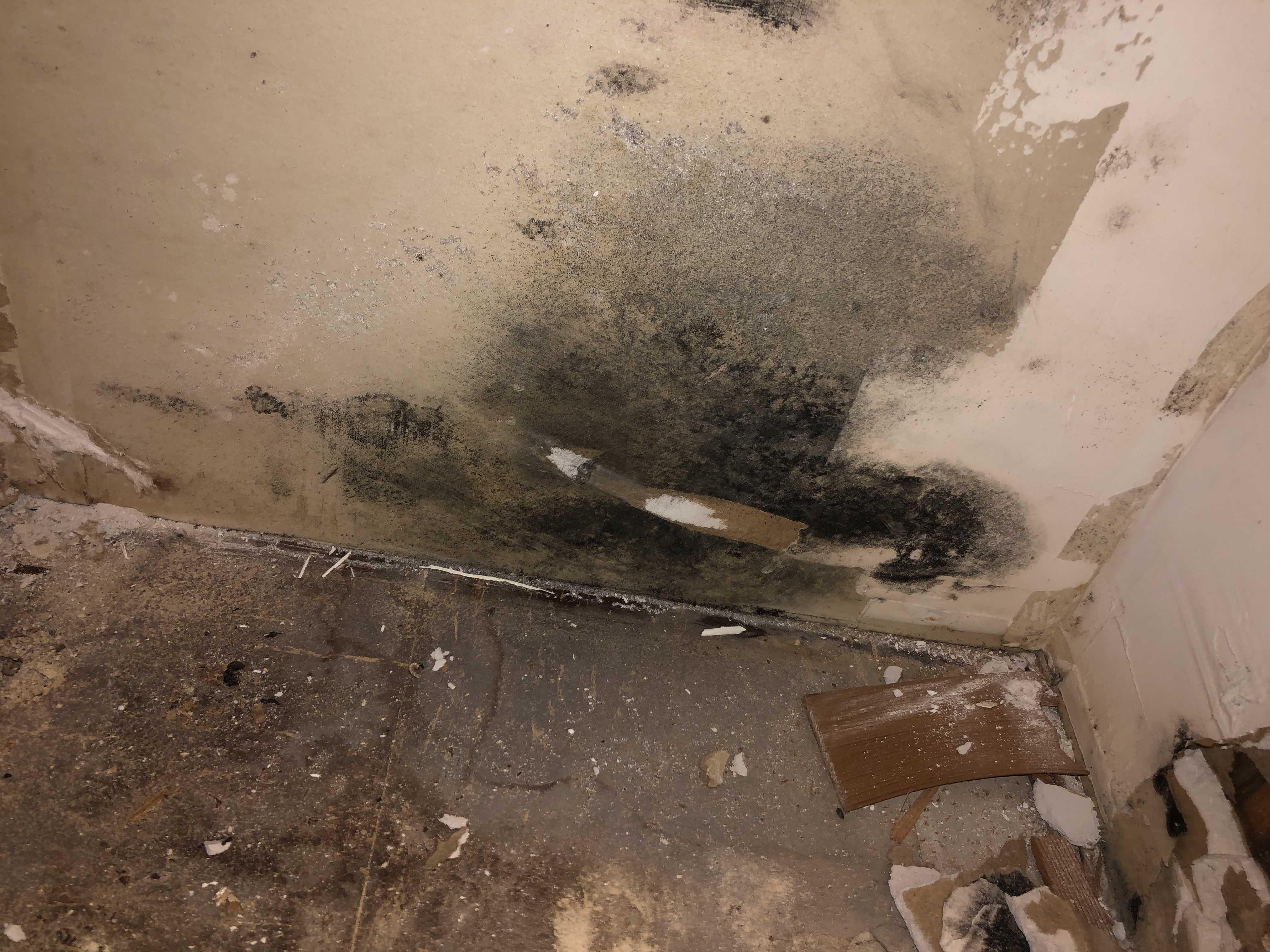 Black Mold Remediation in [TOWN NAME], NJ