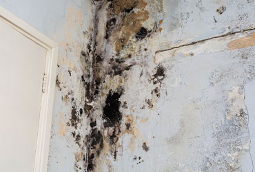 Mold Remediation