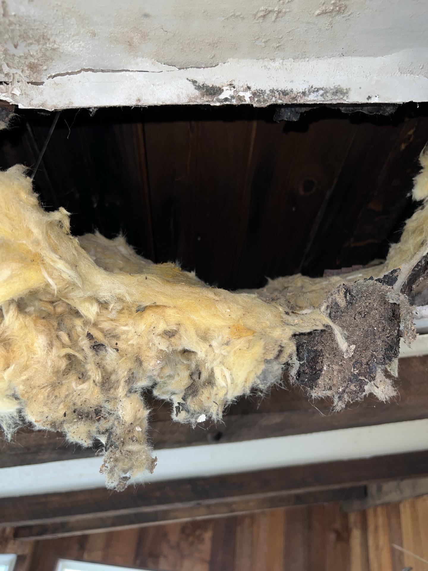 Black Mold Removal, Boonton, NJ.jpg