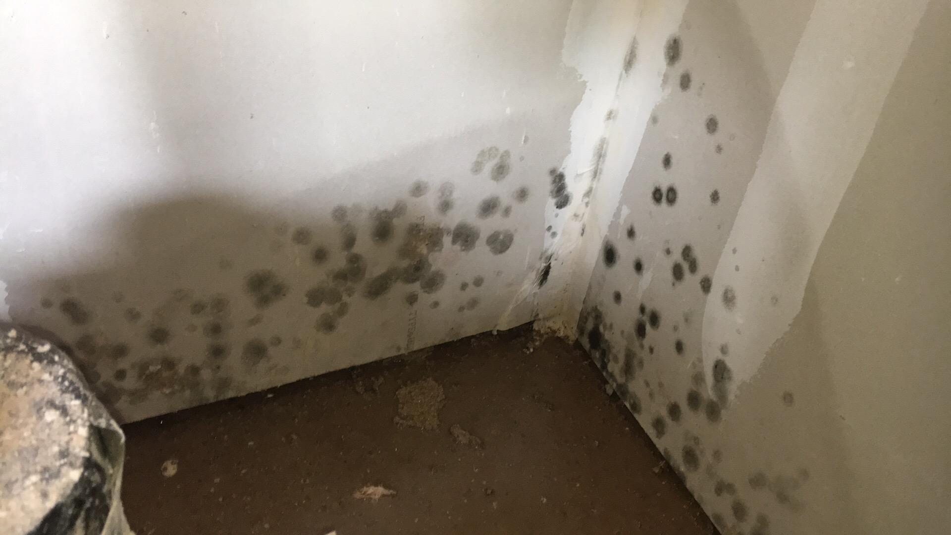 Mold Clean Up On Drywall